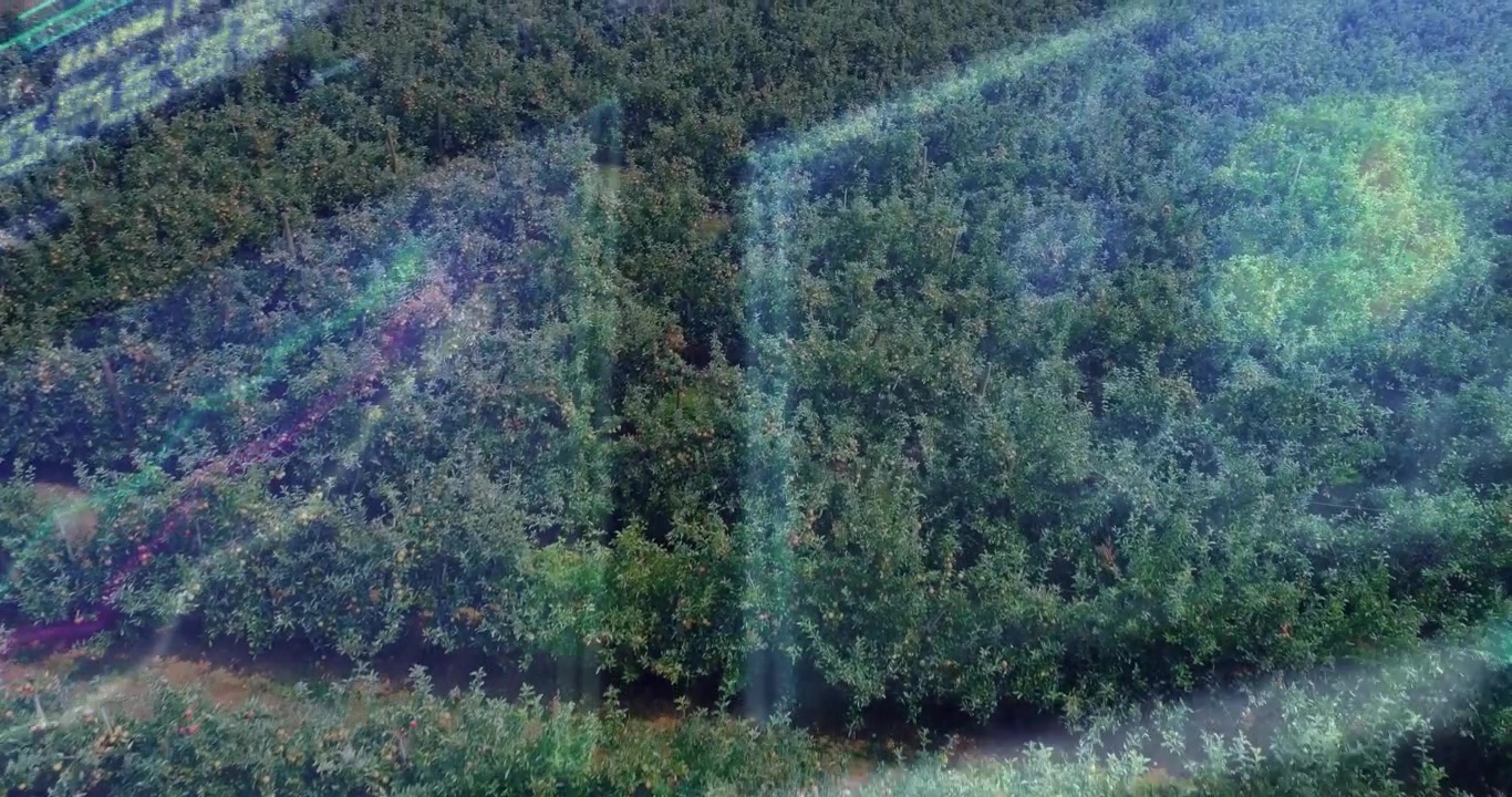 Glare drifting across glass causing camera panning over orchard rows revealing neat planting grid