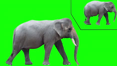 asian elephant looping gaits