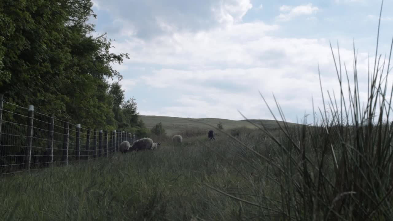 Flock of sheep grazing on farmland wide landscape tilting shot