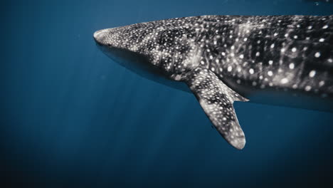 vista lateral de la cabeza de un tiburón ballena nadando en aguas azules profundas y tranquilas en cámara lenta