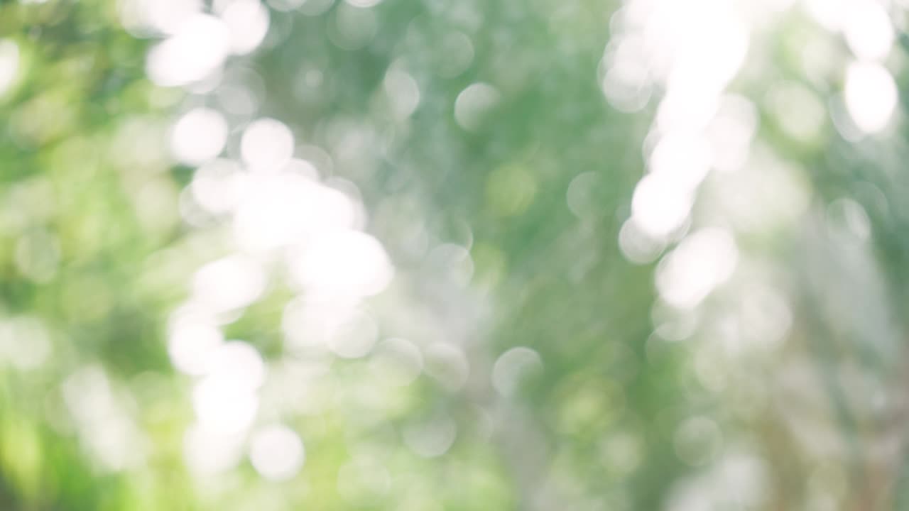 보케 추상 나무 배경