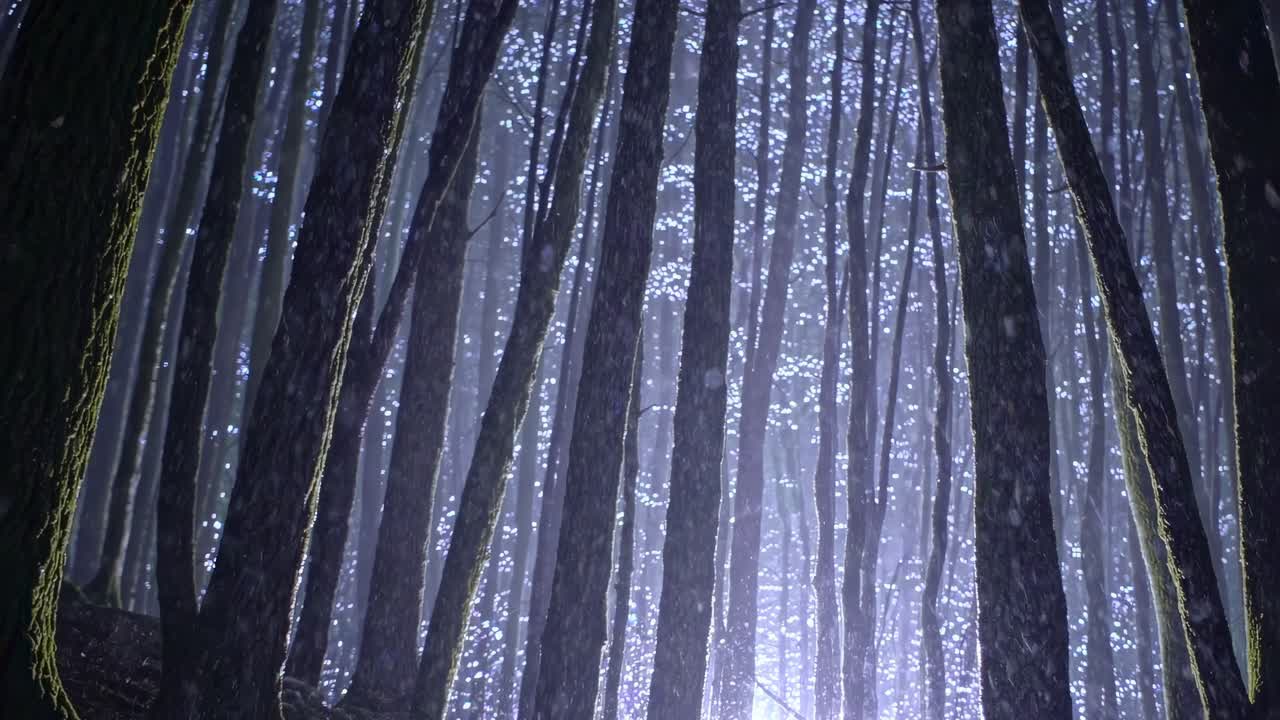 Enchanted Forest with Illuminated Trees