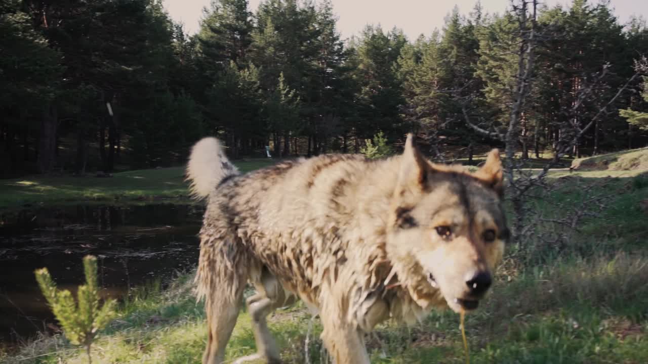 dos perros chapoteando en el agua