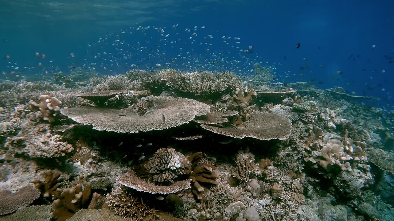 Shallow coral reef with many small fish swimming in the clear blue water