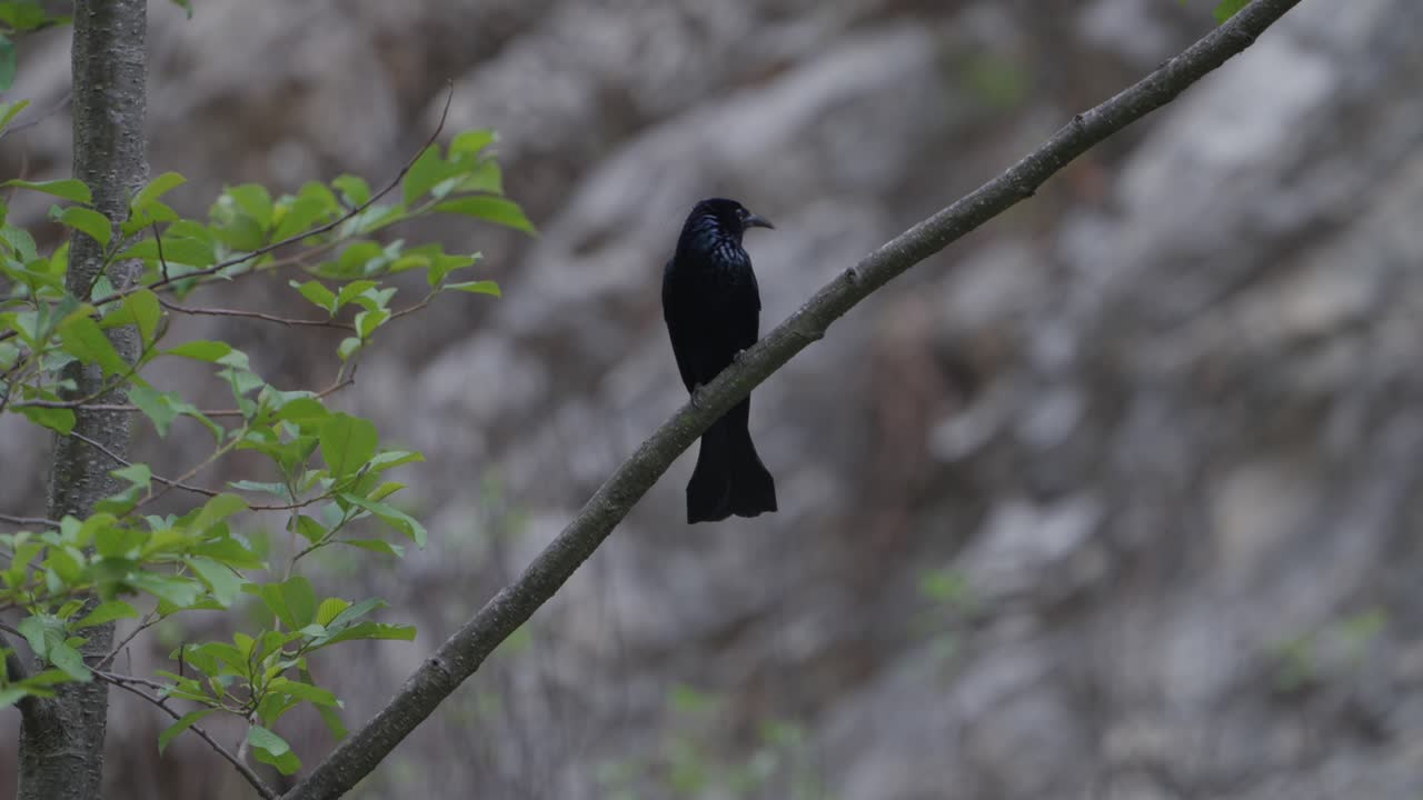 el drongo de cresta peluda es un pájaro asiático de la familia dicruridae