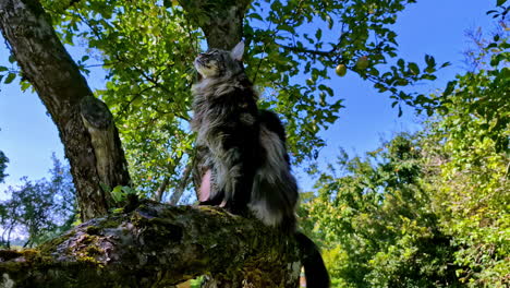 closeup view of a serious maine coon cat sitting calmly on a tree in a park during daytime.