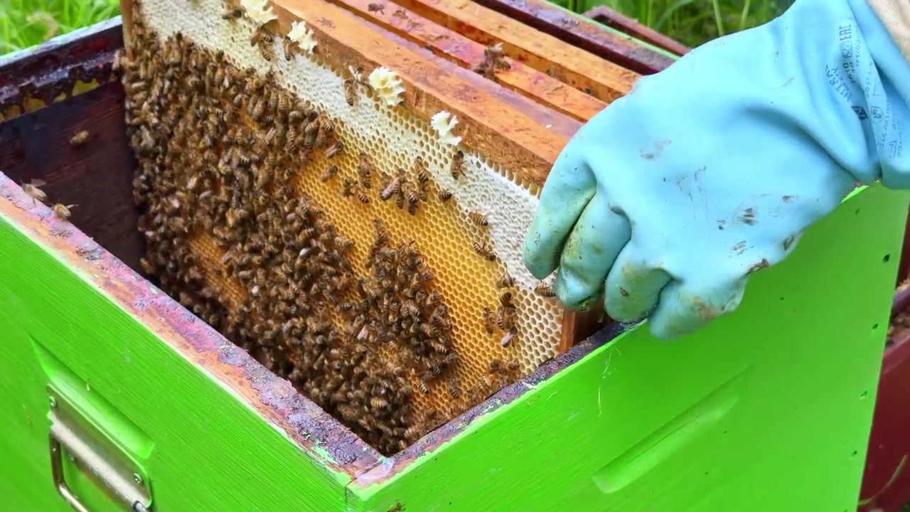 L'apicoltore inserisce con attenzione un telaino di favo coperto di api nell'arnia verde durante un'ispezione.