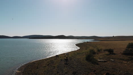 Silhouette-of-rocky-lake-shoreline-meandering-to-the-horizon-on-a-sunny-day---Aerial-ascending-shot