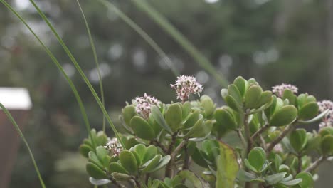 cerca del árbol de jade crassula ovata con flores blancas al aire libre en el aire fresco
