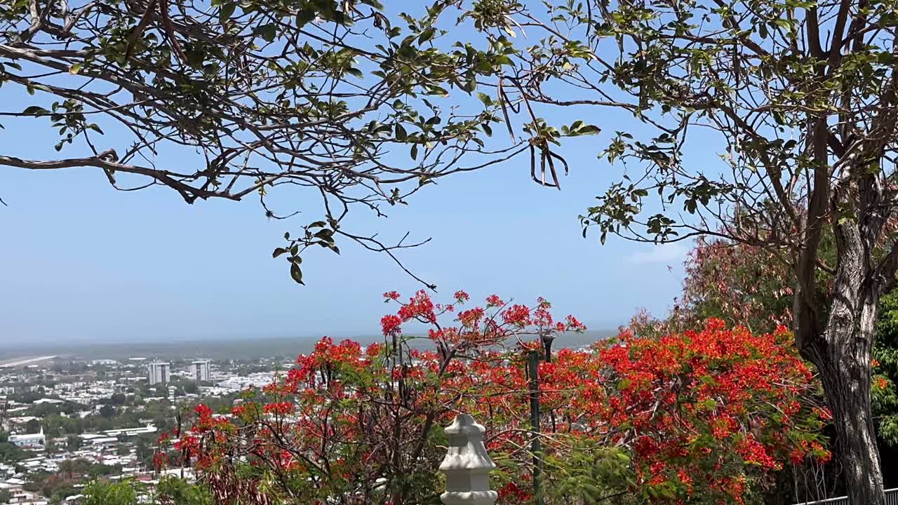Cityscape View from a Hilltop with Lush Vegetation and Red Flowers