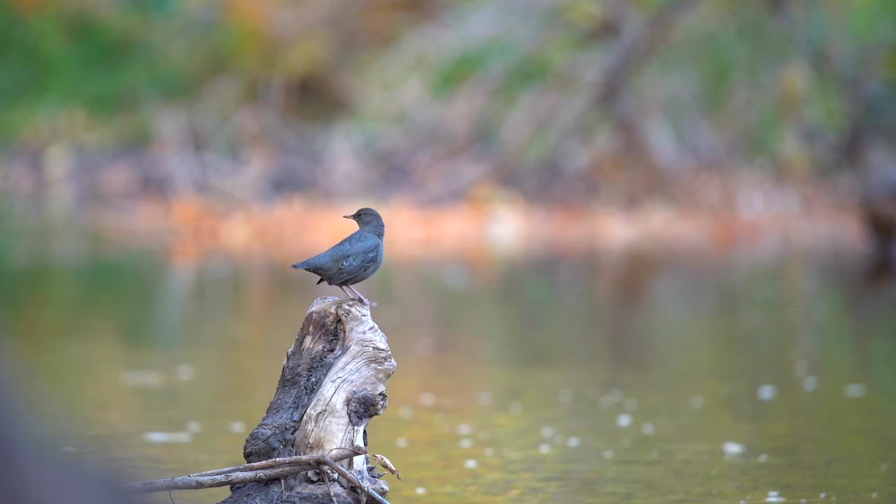 American dipper perching on a log in a creek and taking off in slow motion