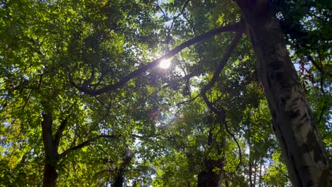 Rayo-De-Sol-Asomando-A-Través-De-Densos-árboles,-Vista-De-ángulo-Bajo-De-Un-Frondoso-Bosque