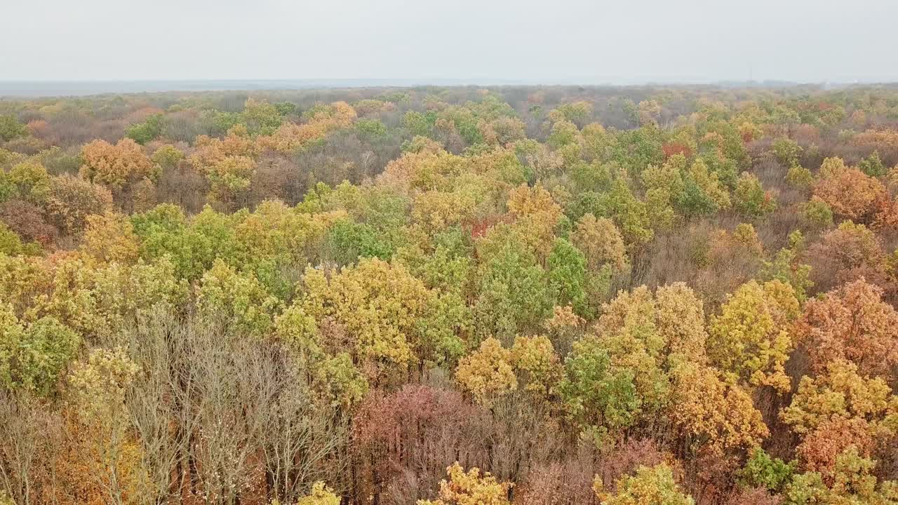 Aerial view of forest in autumn time outdoors. Beautiful scenery of colorful forest. View from above on tops of trees swinging by the wind.