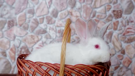 easter day and cute bunny in a basket. festive decor. happy easter!