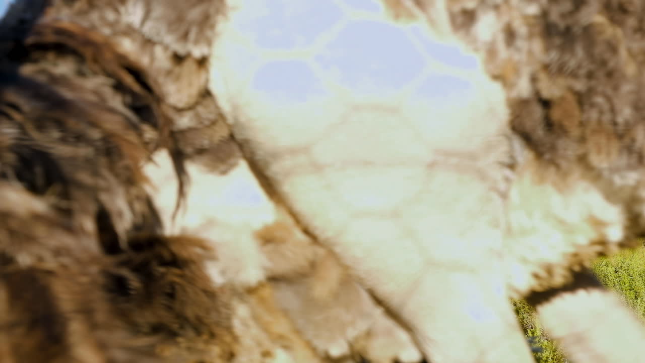 vista de perfil del majestuoso elando común mientras el avestruz camina a través del cuadro