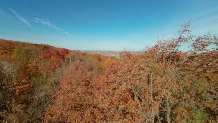 Røde, lyse efterårsfarver i Mount Royal Park i Montreal, Quebec, Canada. FPV-optagelse