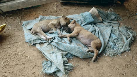 couple of puppies sleeping on a ground tarp