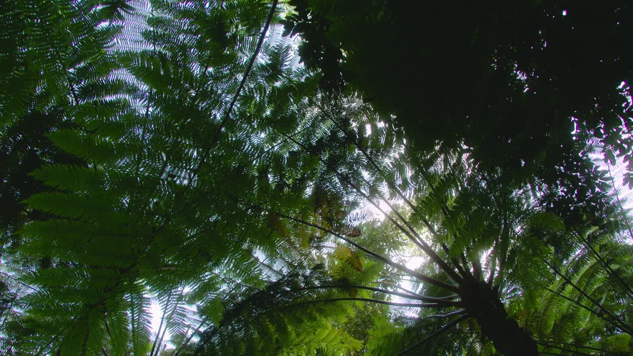 Tropical Rainforest Canopy