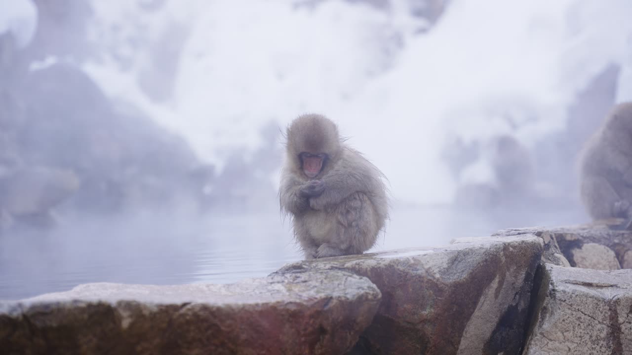 mono de nieve bebé descansando en el borde de las aguas termales, jigokudani, japón
