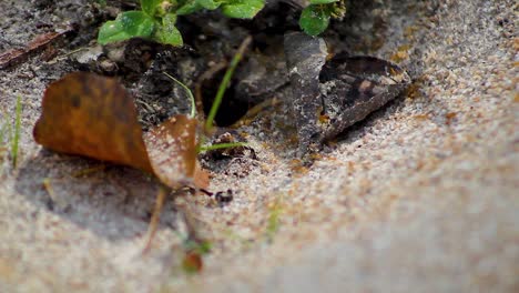 ants coming from ant pile, collecting food for the queen