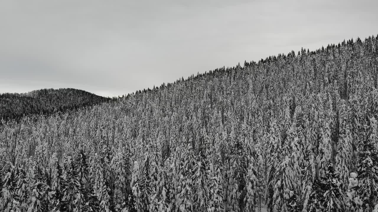 Snow-covered forest, top-down aerial view-1