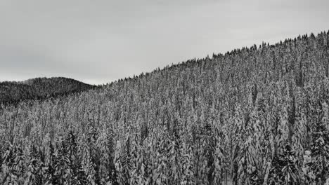 Bosque-Cubierto-De-Nieve,-Vista-Aérea-De-Arriba-Hacia-Abajo-1