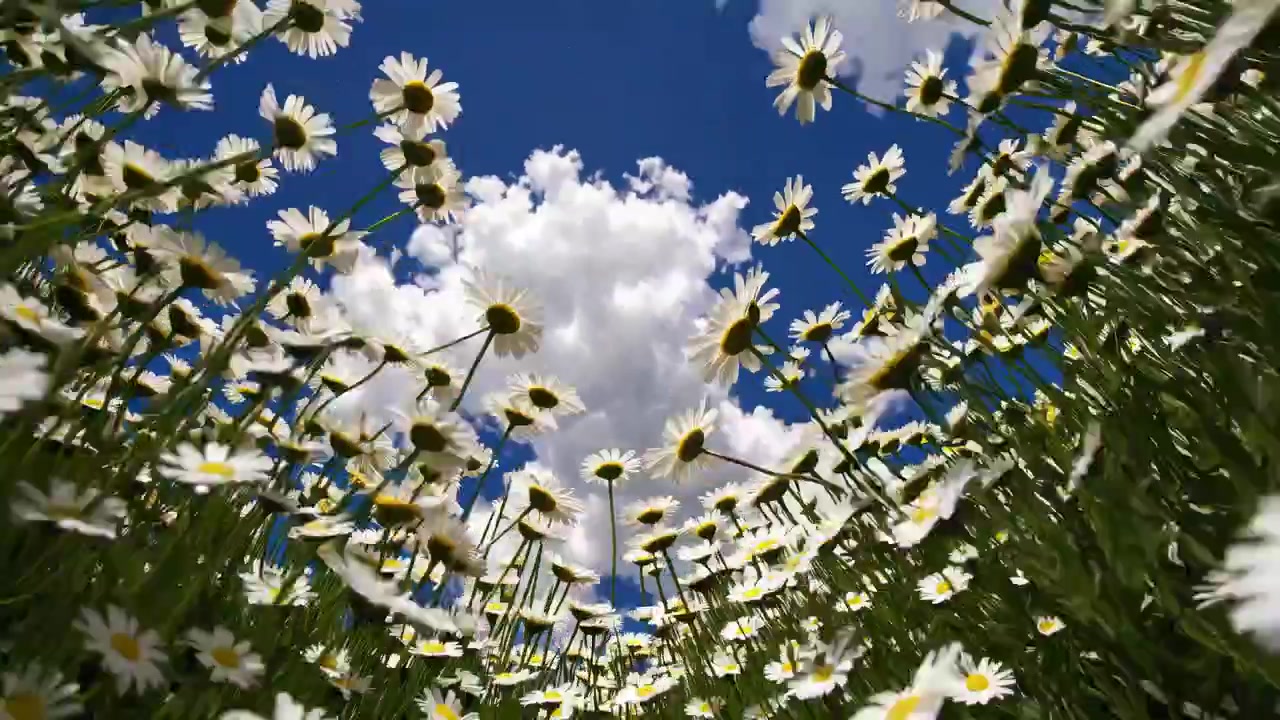 Vista dal basso di fiori di camomilla contro un cielo azzurro limpido