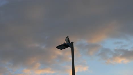 una toma amplia y en ángulo bajo de un halcón de cola roja mientras se posa en una farola frente a un cielo nublado al atardecer