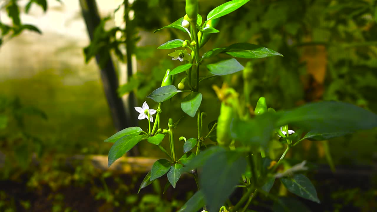 Low angle close up view around green unripe chili peppers stem, white flowers blooming among budding chilies on a bush. Spicy plant growing under warm sunlight in the soft focus greenhouse background