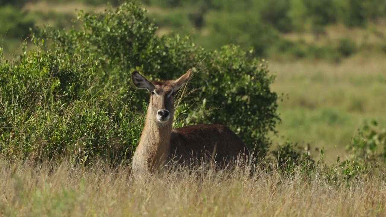 En hun-vandbuk græsser i det lange, høje græs i Kruger Nationalpark, Sydafrika.