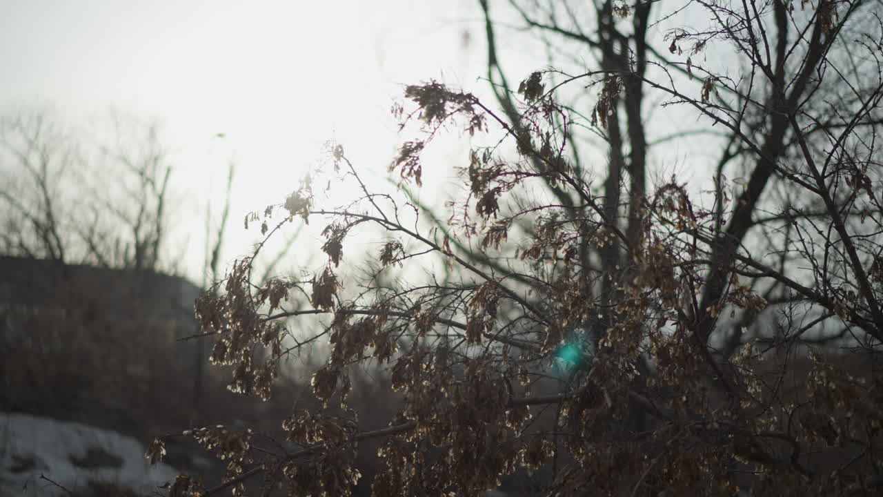 Bare winter branches with clusters of dried leaves and seeds silhouetted against bright sun, with faint lens flare and blurred snowy ground, creating atmospheric seasonal nature scene with soft muted colors
