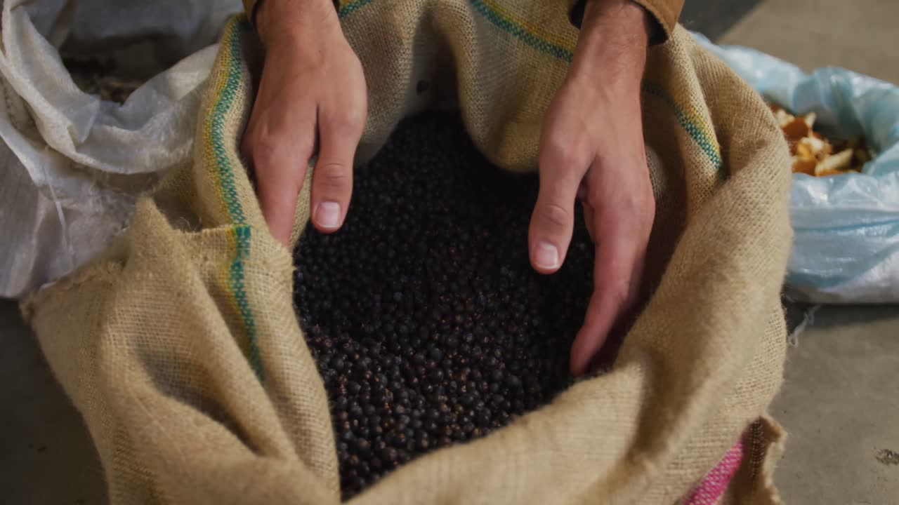 Hands of caucasian man working at gin distillery inspecting juniper berries in sack