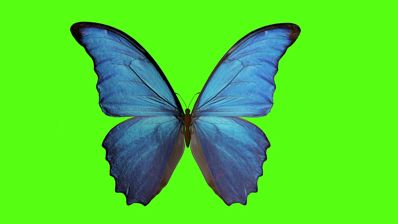 farfalla batte le ali. farfalla su uno sfondo verde. rendering 3d