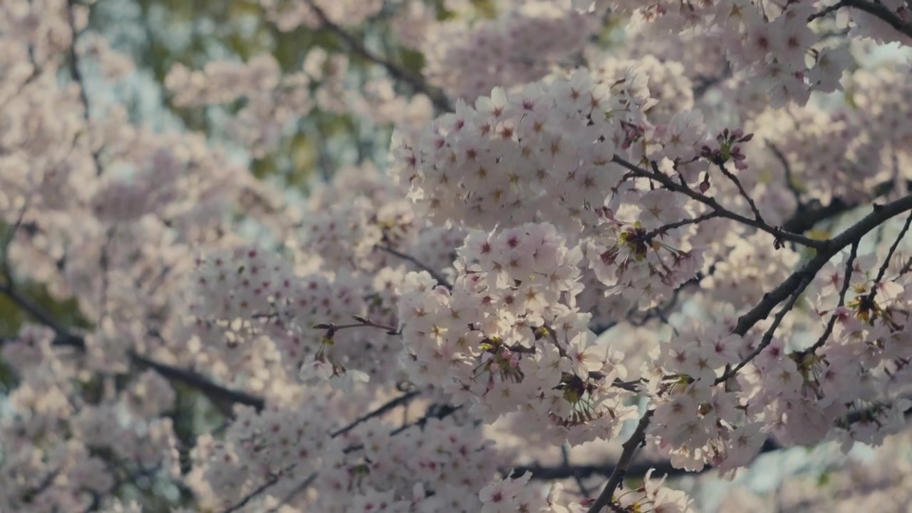 Ramo di sakura in primo piano con fiori sbocciati e colori naturali delicati