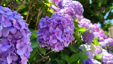 Beautiful purple hydrangeas in full bloom on a sunny day
