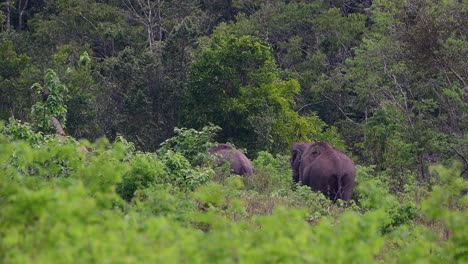 Los-Elefantes-Asiáticos-Son-Especies-En-Peligro-De-Extinción-Y-También-Son-Residentes-De-Tailandia