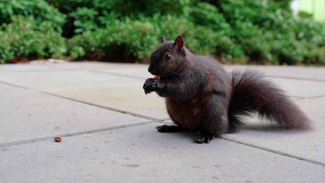 carino scoiattolo nero che mangia noci nel cortile