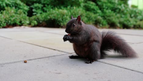 Süßes-Schwarzes-Eichhörnchen,-Das-Nüsse-Im-Hinterhof-Isst