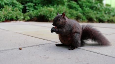linda ardilla negra comiendo nueces en el patio trasero