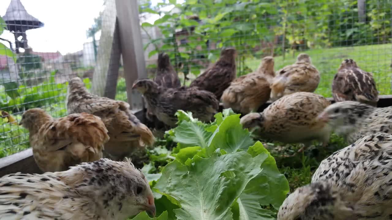 codornices japonesas comiendo lechuga
