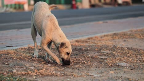 Hungry-Street-Dog-Foraging-For-Food-On-Sidewalk-In-Rayong,-Thailand