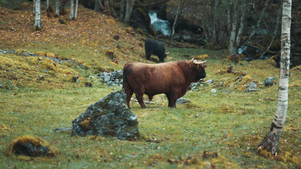 vacas montañesas esponjosas pastando en un campo rocoso