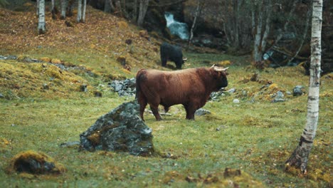 fluffy highlander cows grazing on a rocky field