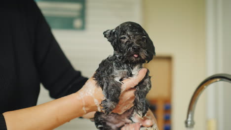 woman shampoos black puppy's fur