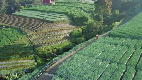 aerial flight following farmers walking on path on hill surrounded by many plantation fields in summer - flooded rice paddies in asia