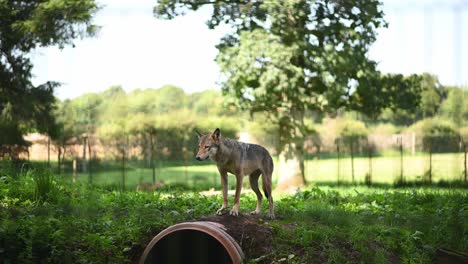 European-Grey-wolf-standing-in-grass-field-and-walking-away-during-summer-day---Zoology-of-Canis-Lupus-Animal---Wide-shot