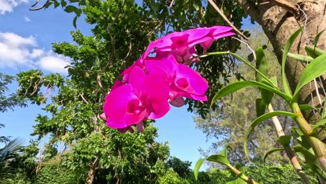 el lapso de tiempo de las orquídeas balanceándose suavemente en la brisa.