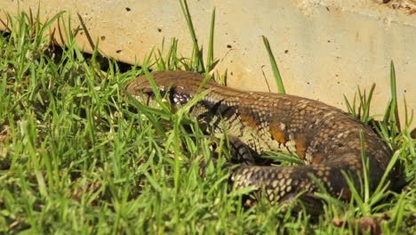 Blue-Tongue-Lizard-Blinks-Curled-Up-By-Stone-Fence-In-Garden