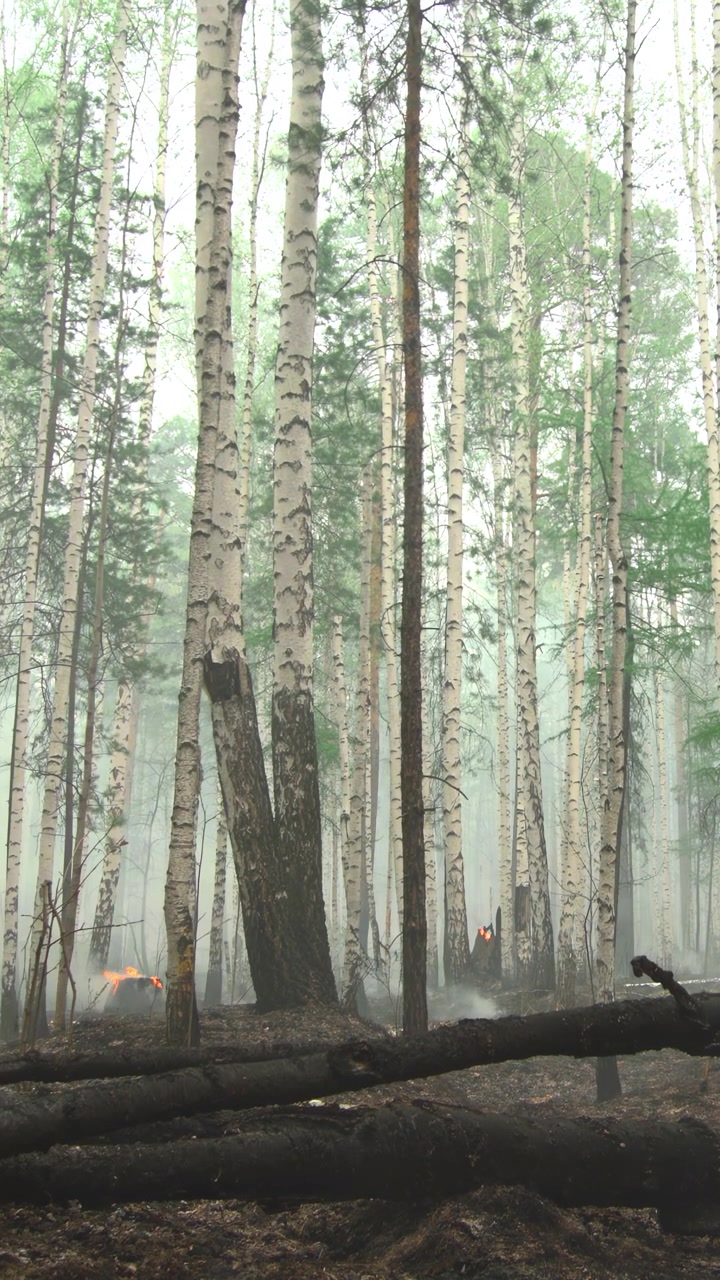 Foresta di betulle nebbiosa all'alba, con una leggera nebbia che fluttua tra gli alti tronchi, e tronchi caduti su una lettiera di foglie umida, di un verde pallido.
