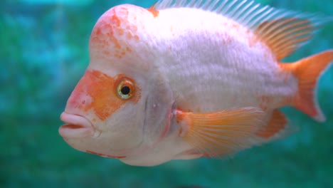 close up of a fish named midas cichlid